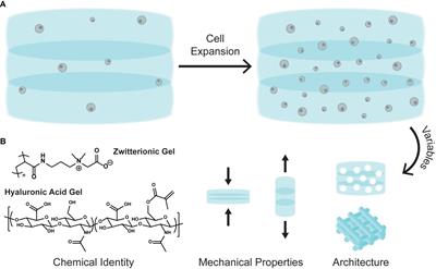 Combating bone marrow failure with polymer materials